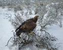 eagle-hawking-in-snow-003.jpg